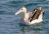 Antipodean Albatrossborder=